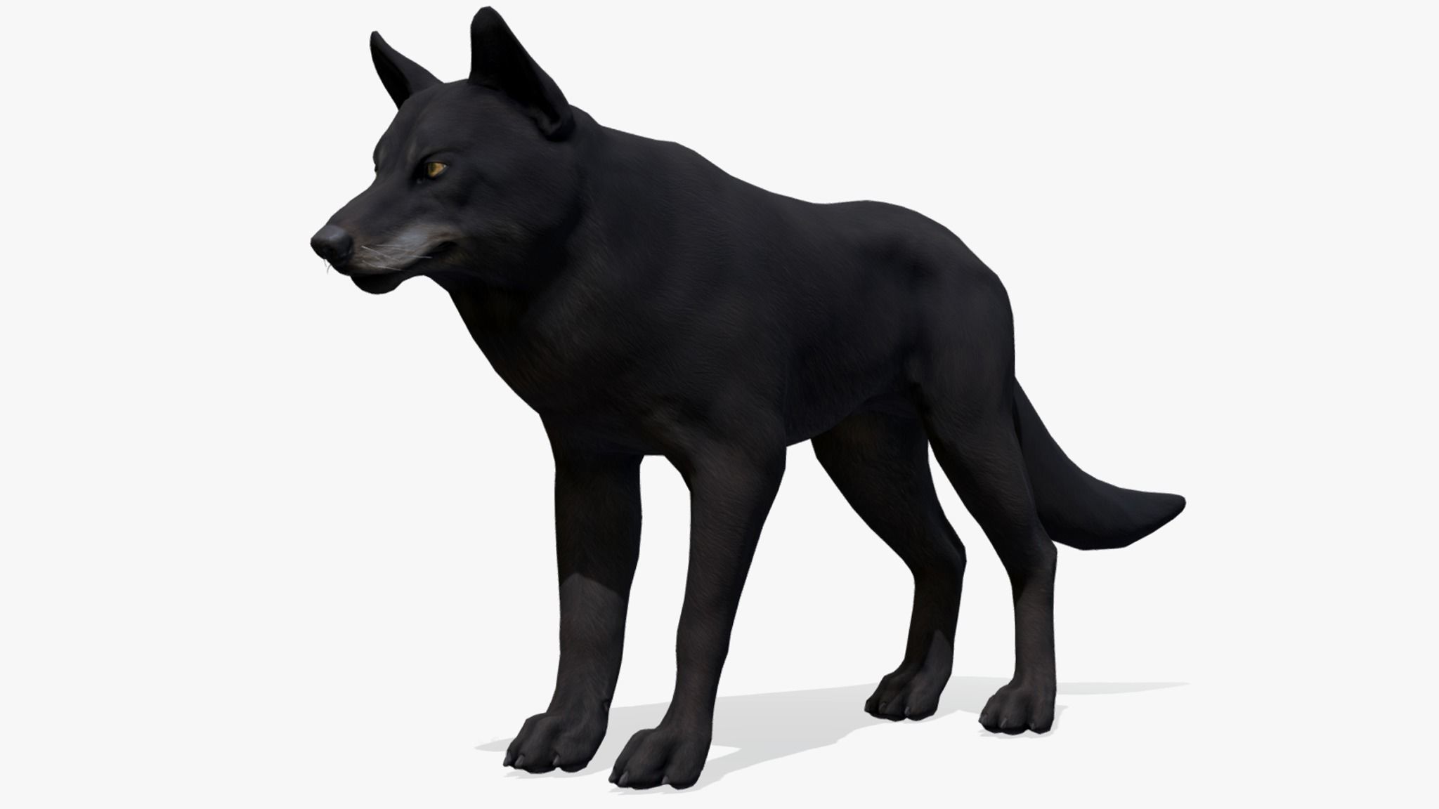 WOLF realistic Low-poly 3D model_4