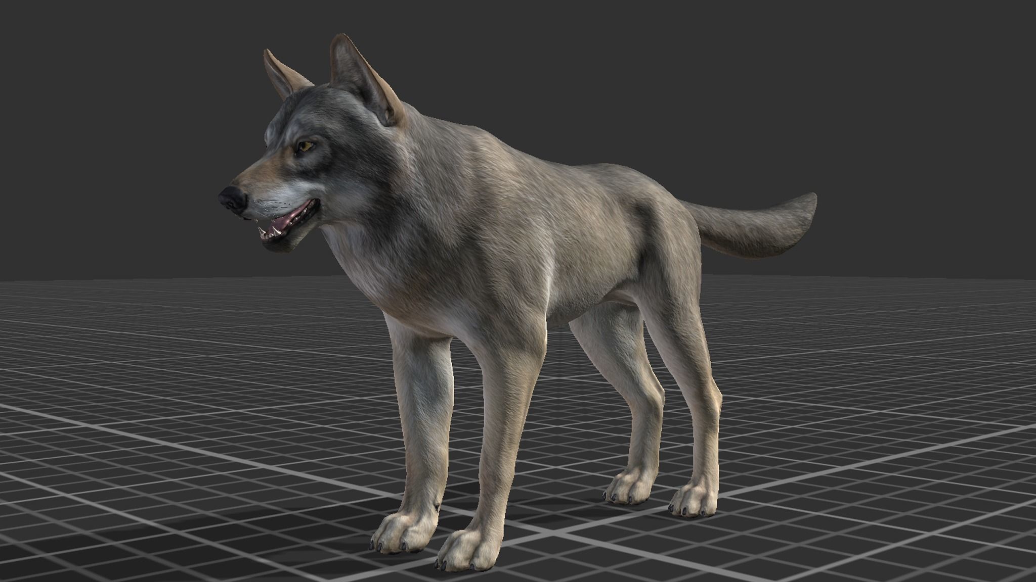 WOLF realistic Low-poly 3D model_6