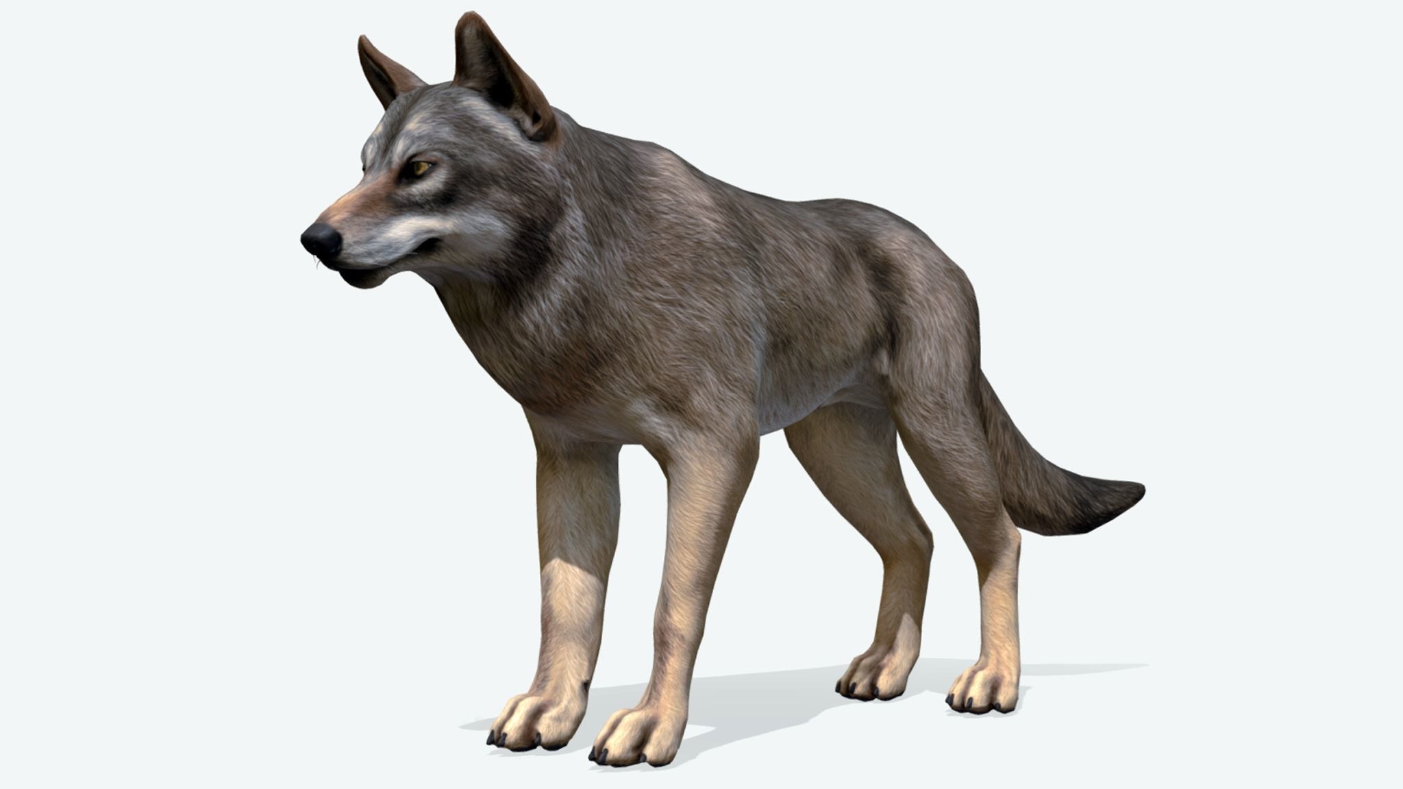 WOLF realistic Low-poly 3D model_3