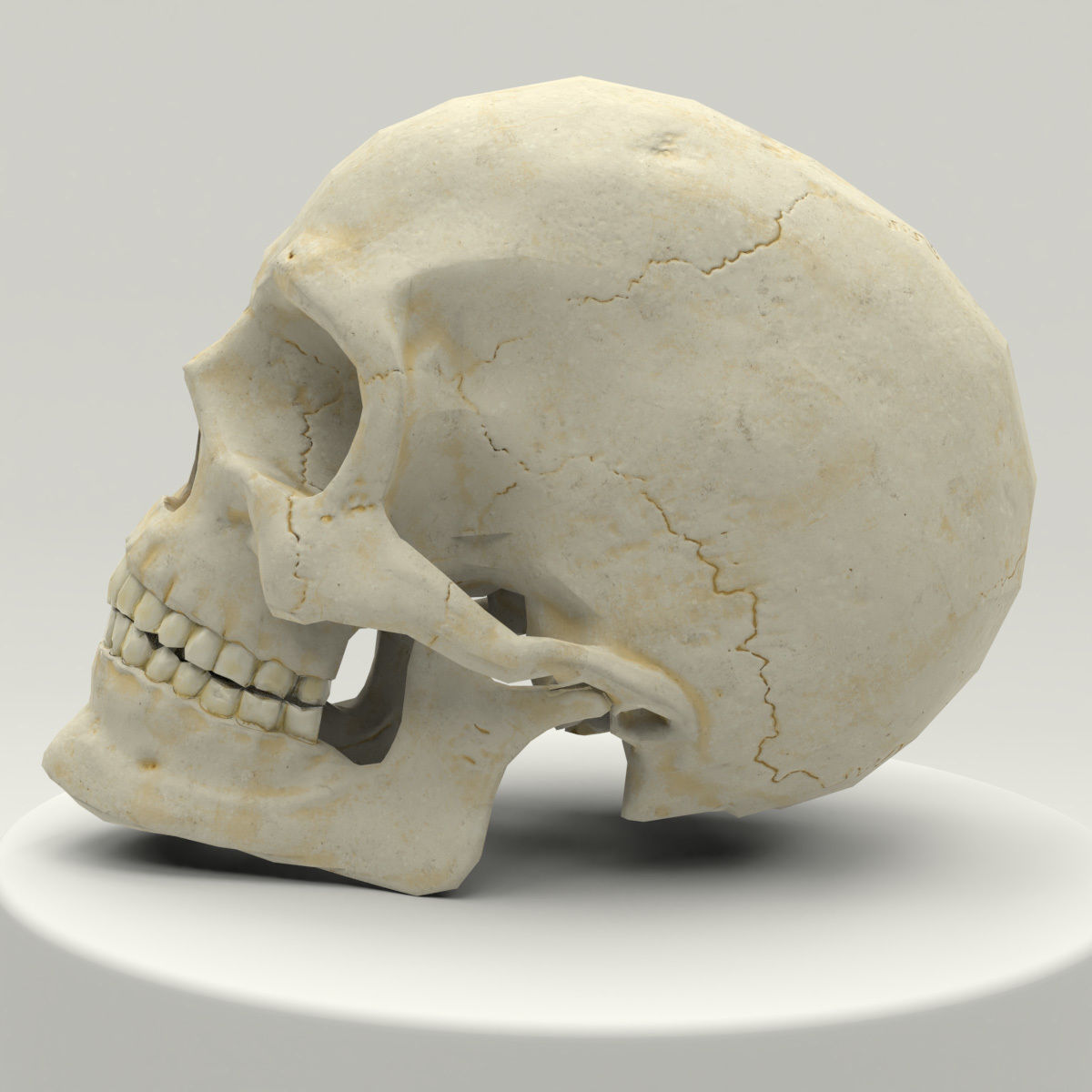 Human Skull Low Poly Low-poly 3D model_2