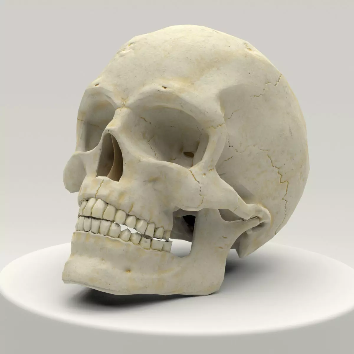 Human Skull Low Poly Low-poly 3D model_0