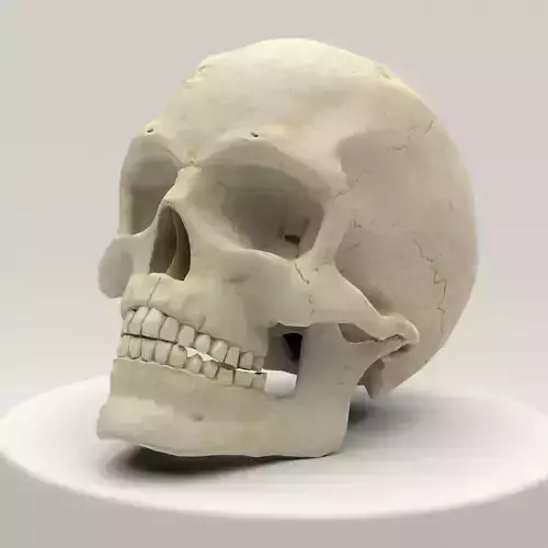 Human Skull Low Poly Low-poly 3D model