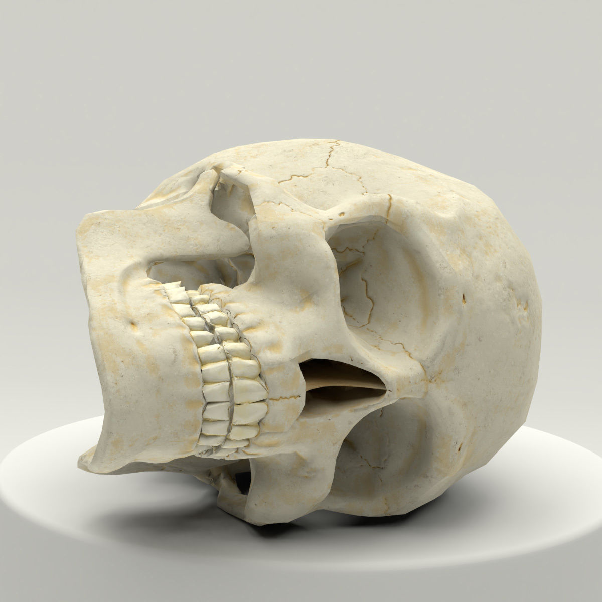 Human Skull Low Poly Low-poly 3D model_4