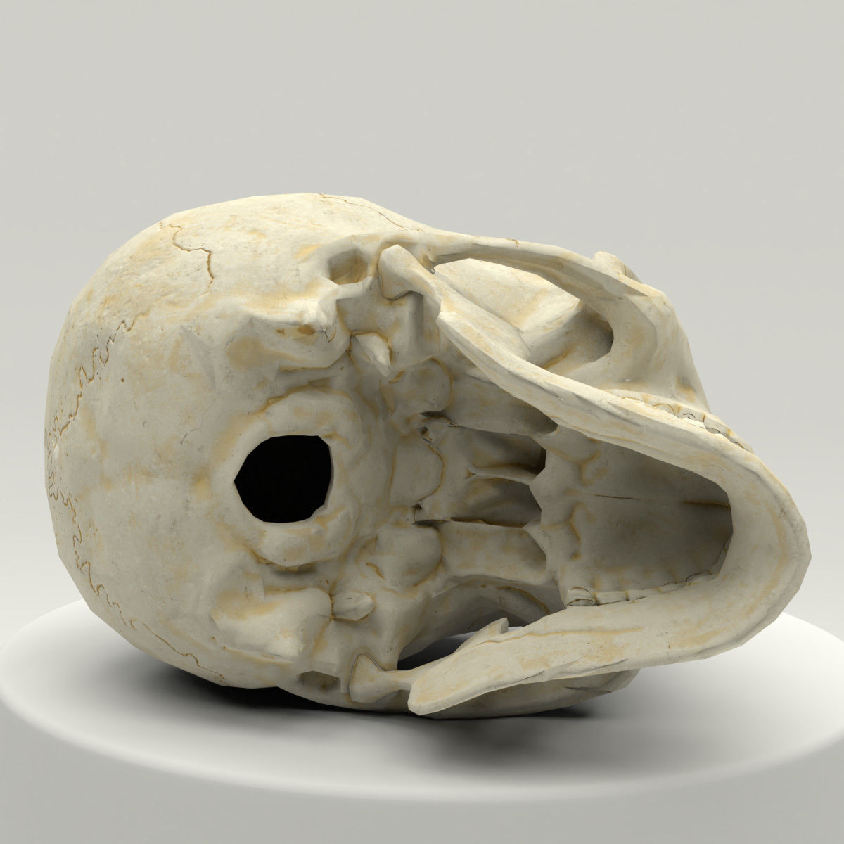 Human Skull Low Poly Low-poly 3D model_5