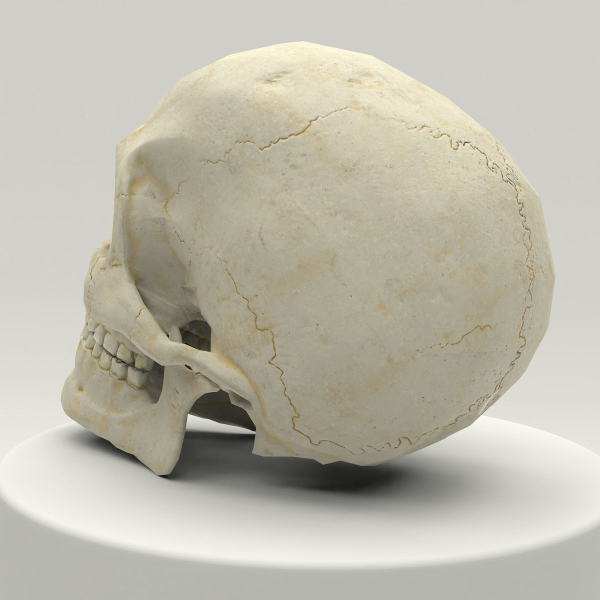 Human Skull Low Poly Low-poly 3D model_3