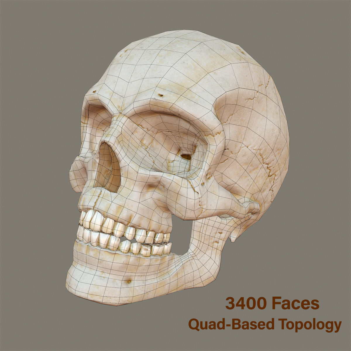 Human Skull Low Poly Low-poly 3D model_7