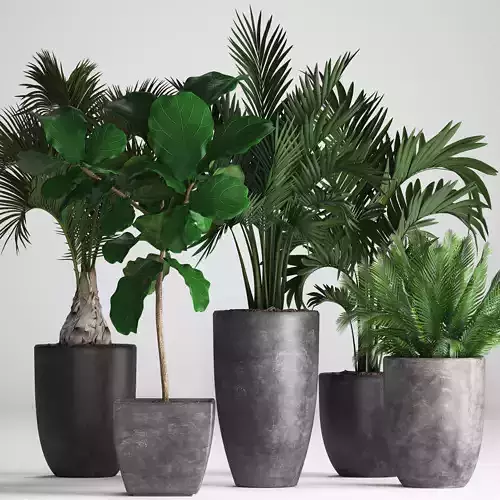 Collection Exotic plants
