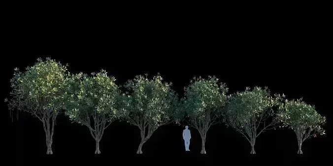 Barringtonia Acutangula