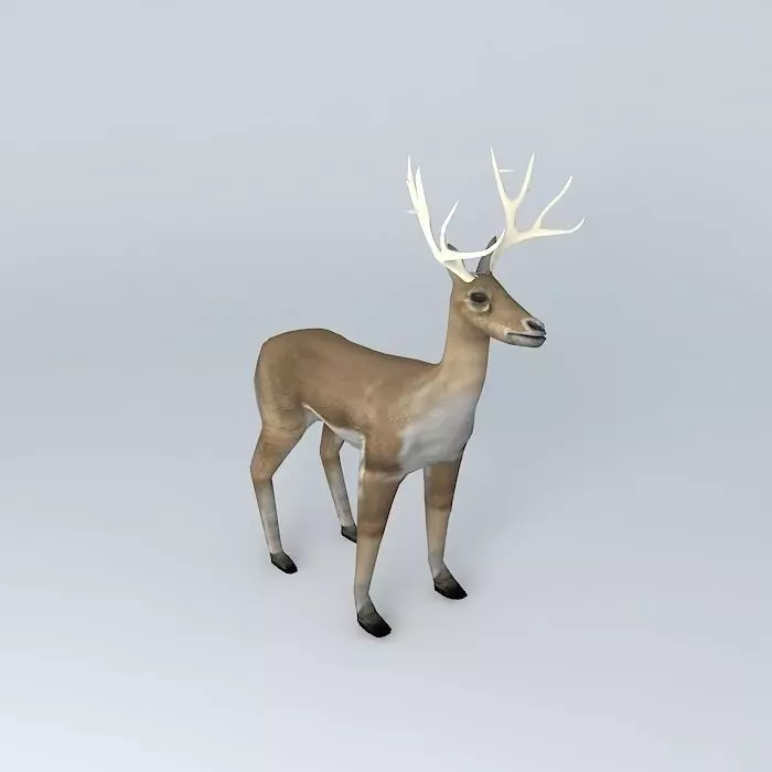 Deer with rack Free 3D model_0