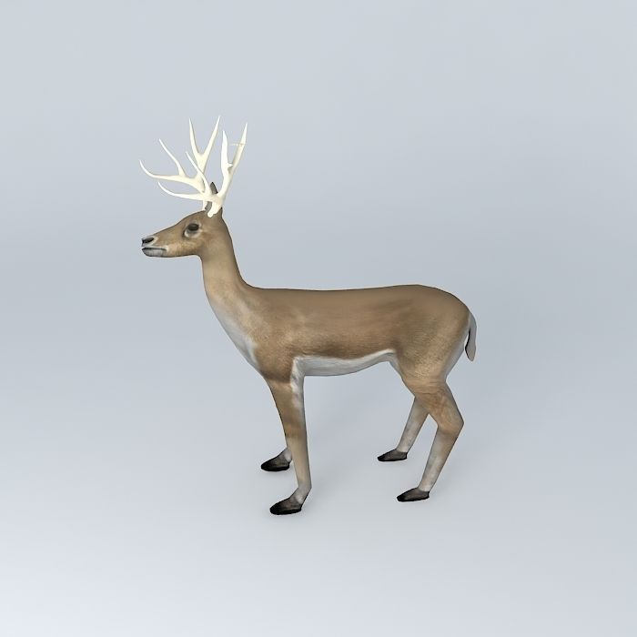 Deer with rack Free 3D model_2