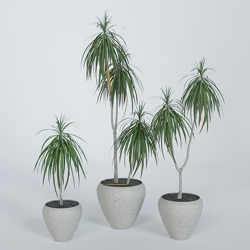 Palm Dracena-Marginata 3D model