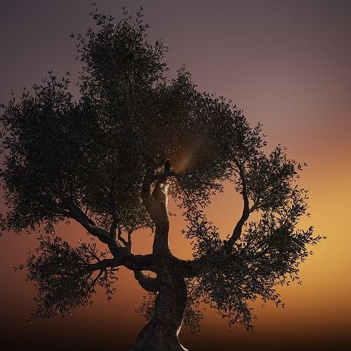 Set of 6 Olive Trees 3D model 7