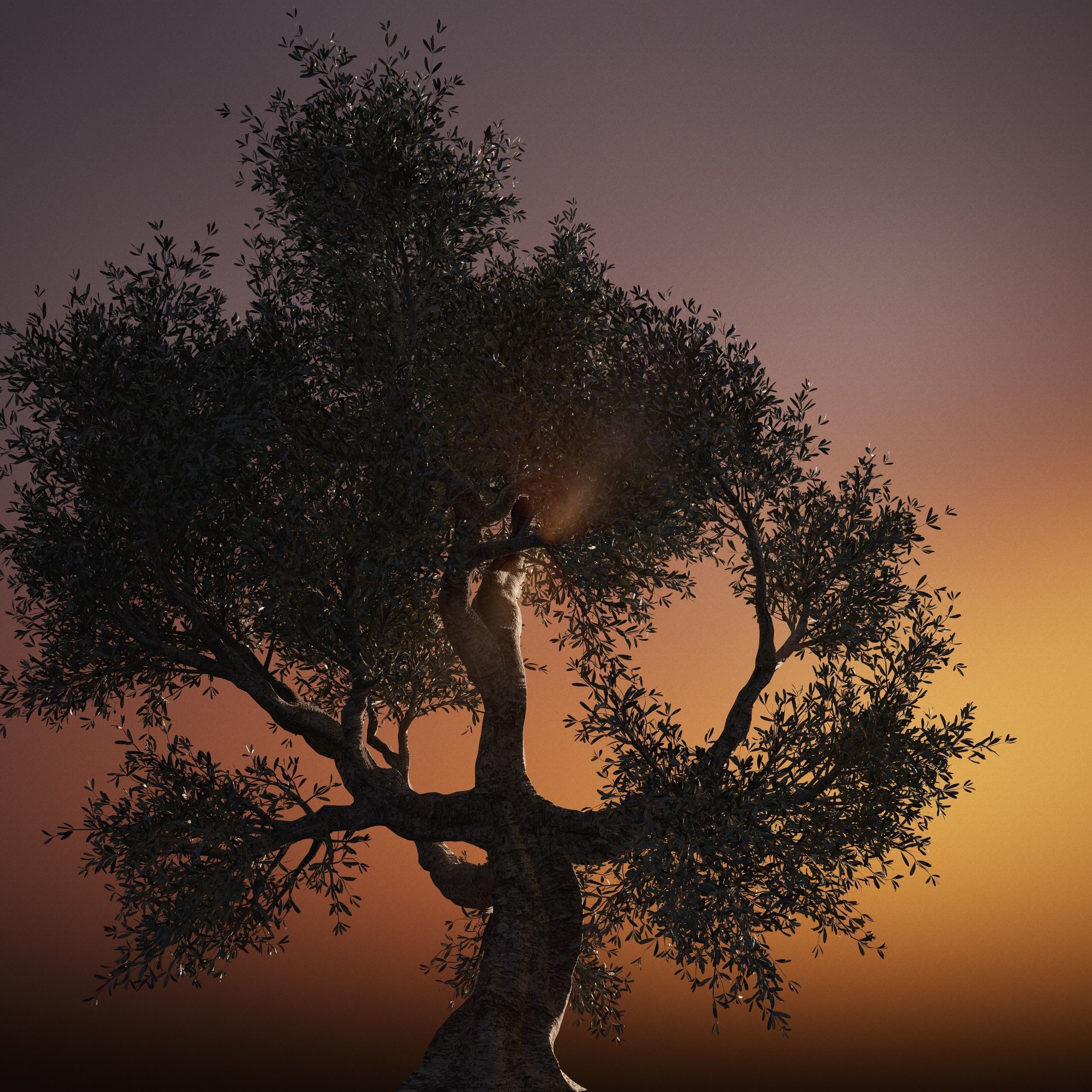 Set of 6 Olive Trees 3D model_13