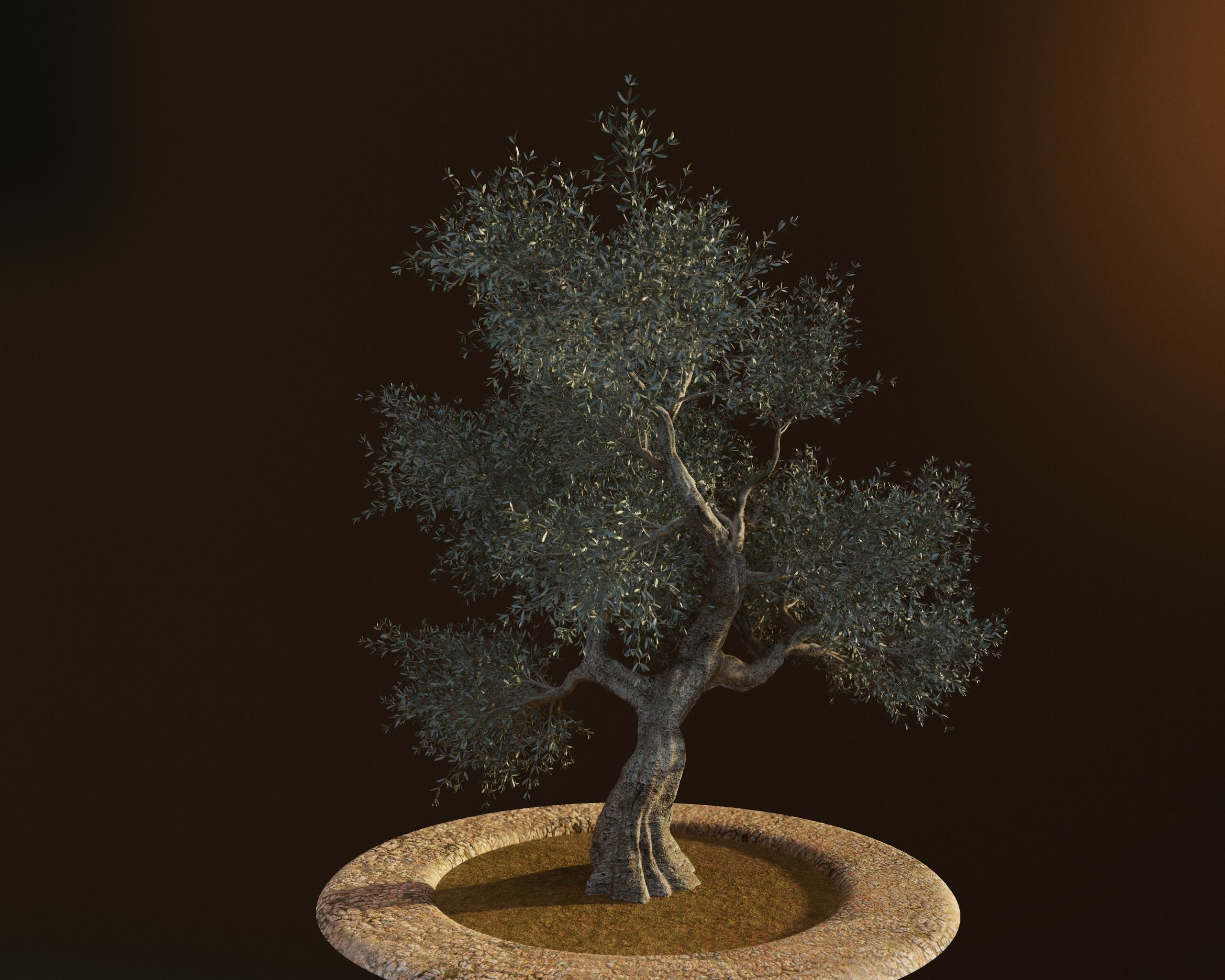 Set of 6 Olive Trees 3D model_22