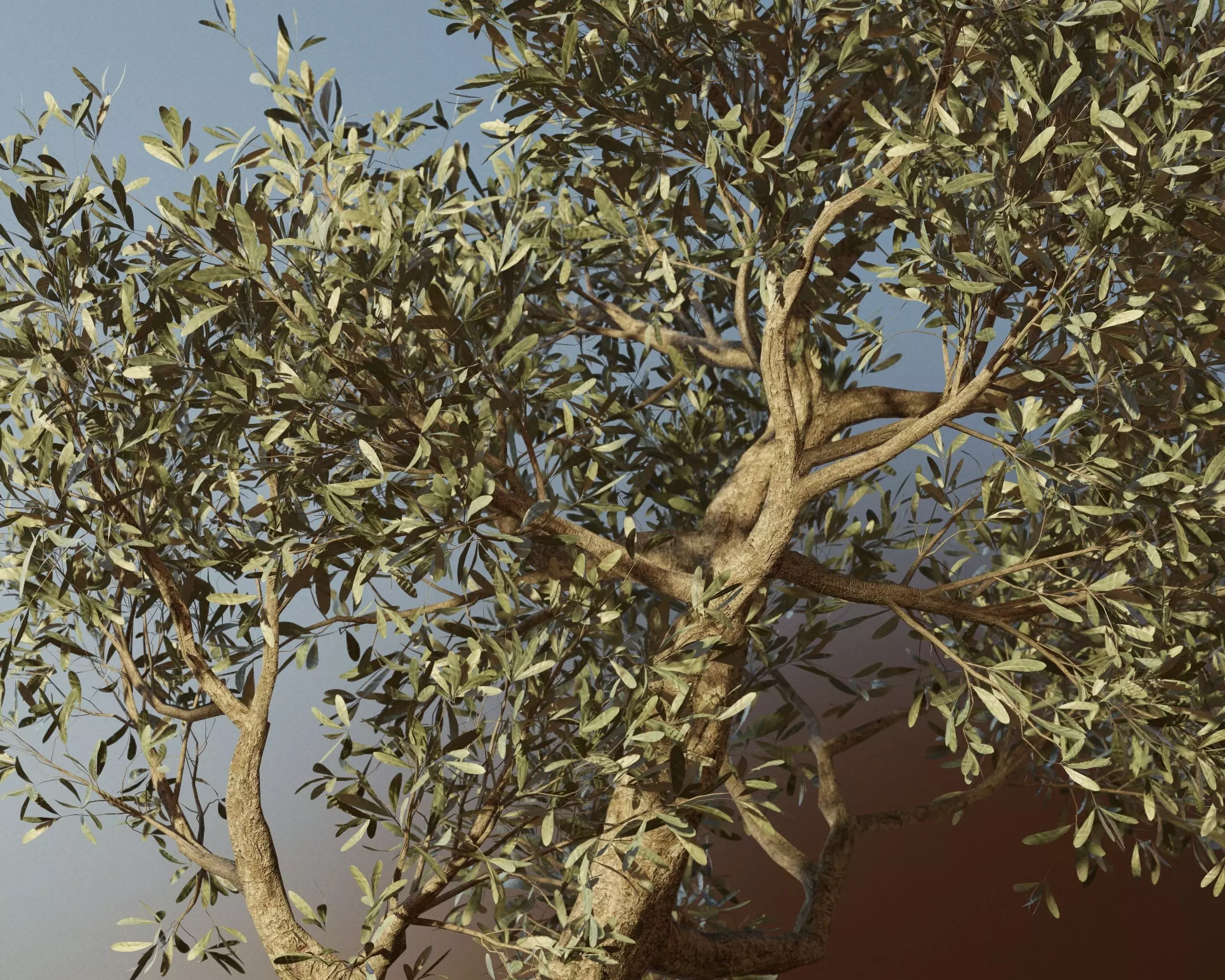 Set of 6 Olive Trees 3D model_0