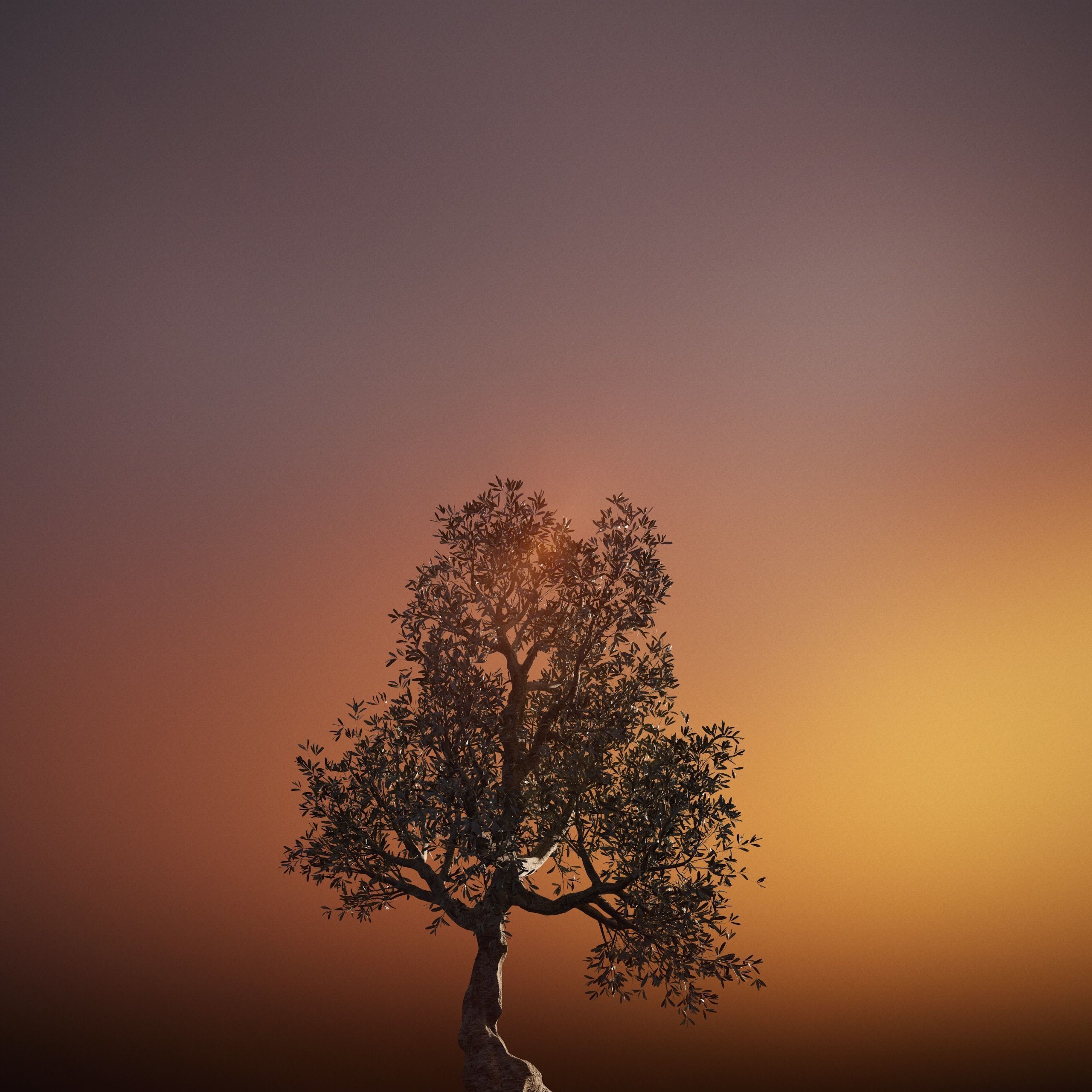 Set of 6 Olive Trees 3D model_14