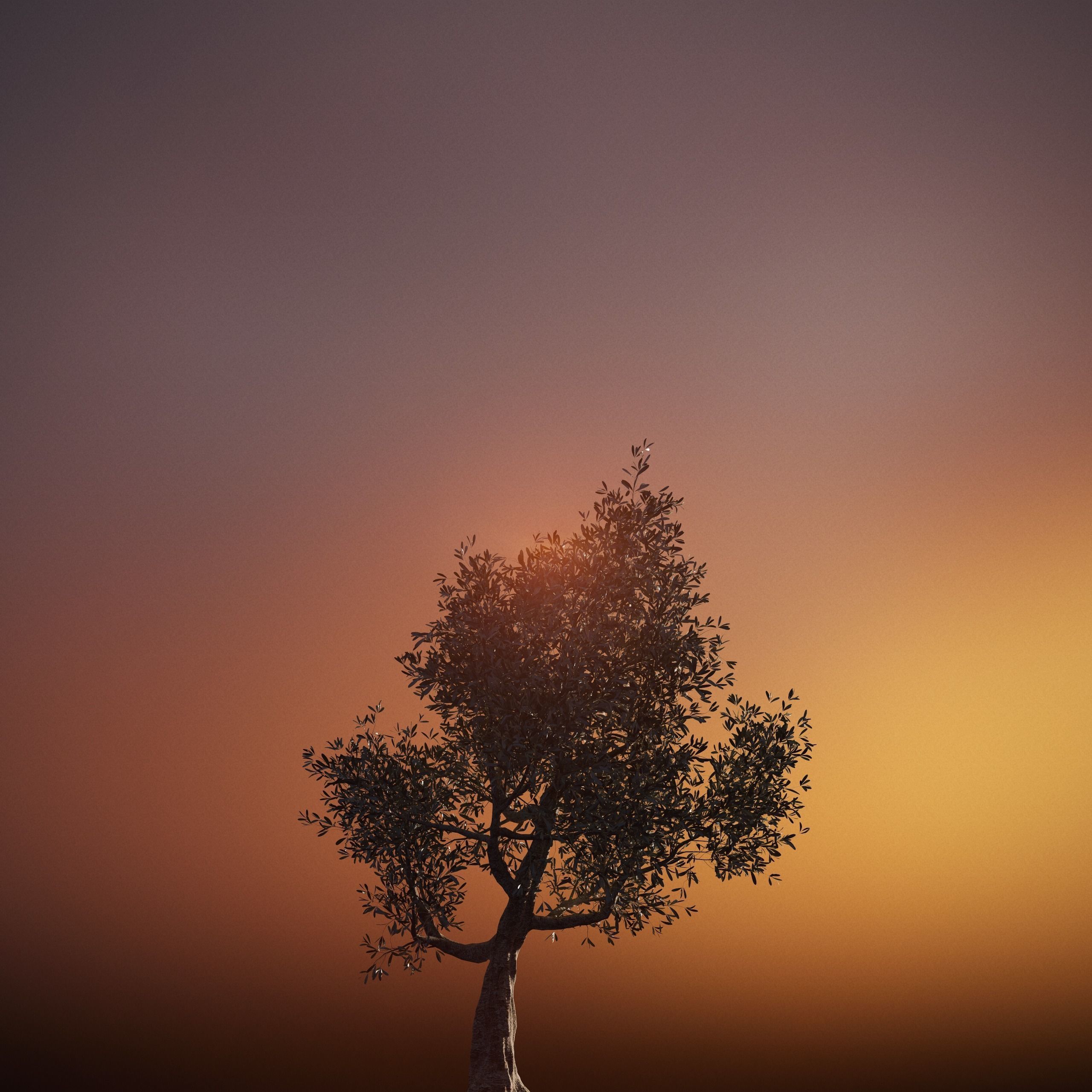 Set of 6 Olive Trees 3D model_16