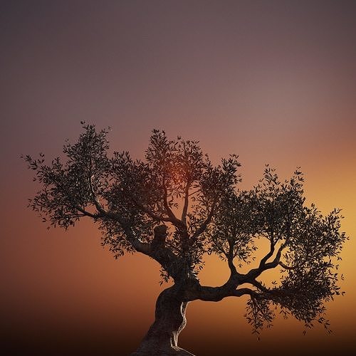 Set of 6 Olive Trees 3D model 5