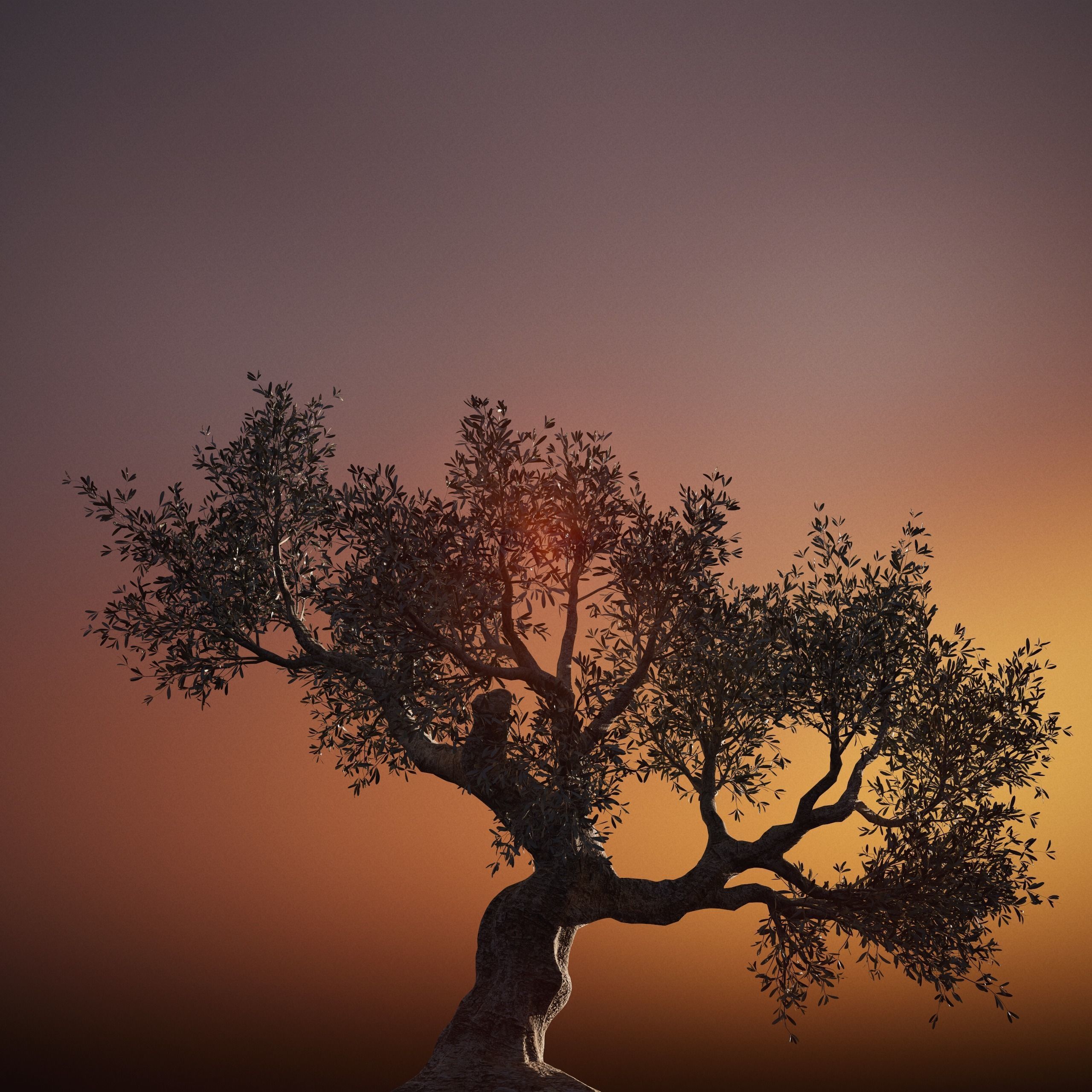 Set of 6 Olive Trees 3D model_11
