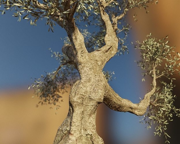 Set of 6 Olive Trees 3D model 4