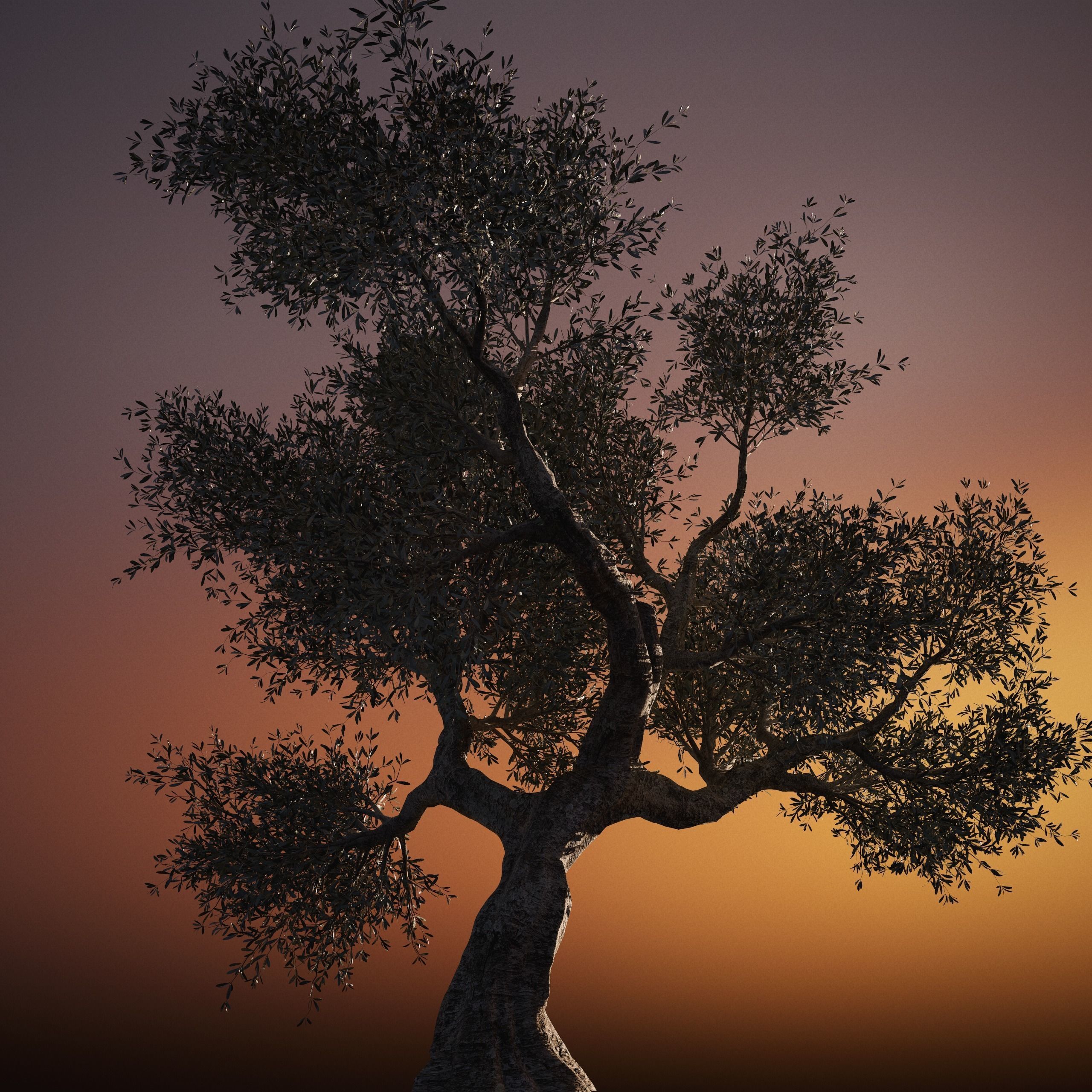 Set of 6 Olive Trees 3D model_15