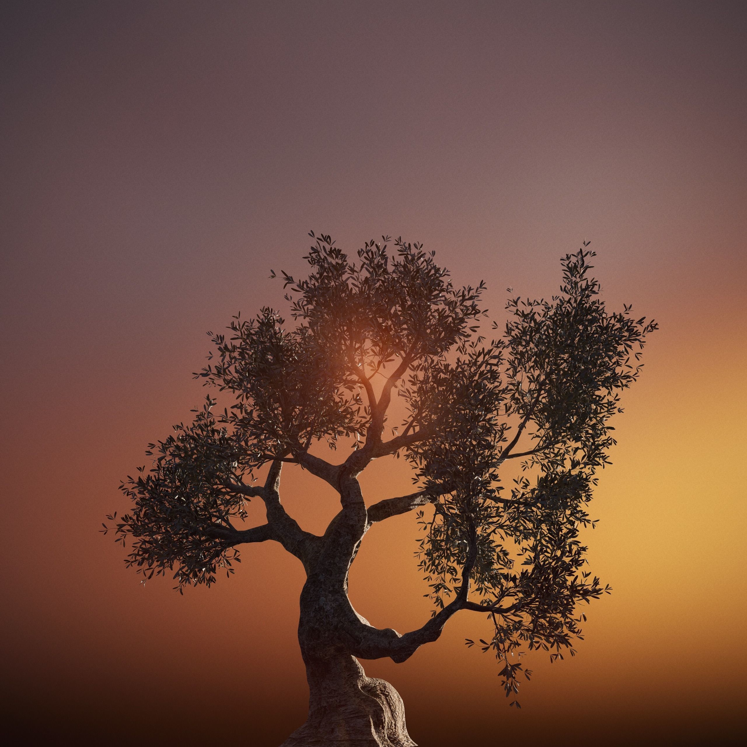 Set of 6 Olive Trees 3D model_12