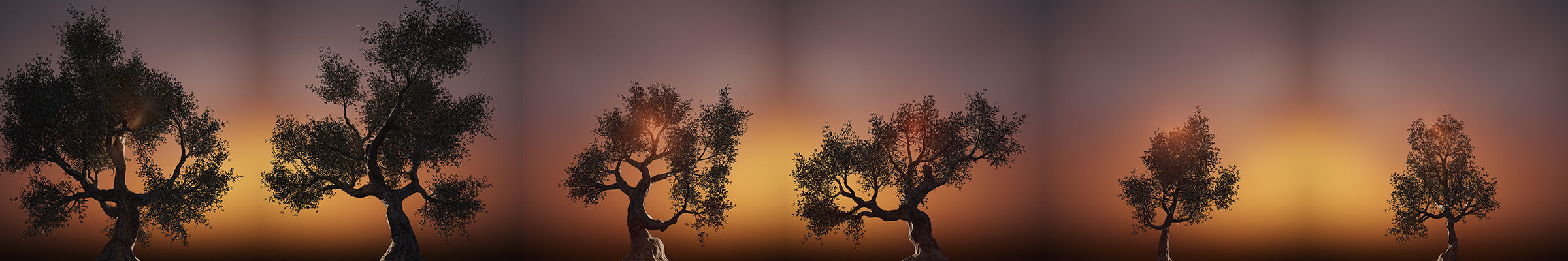 Set of 6 Olive Trees 3D model_17