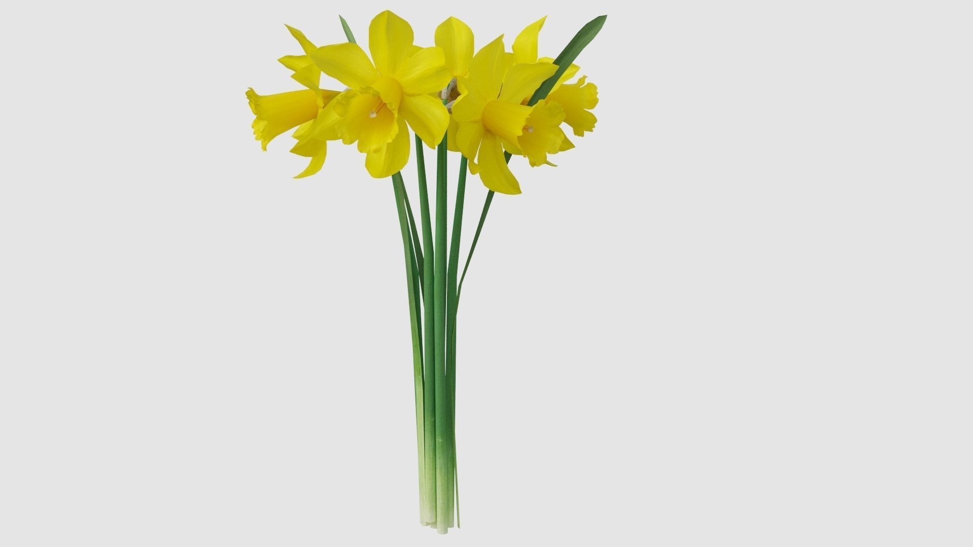 Vase and narcissus 3D model_4