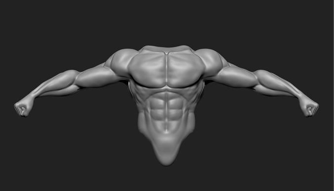 Male Torso 3D model
