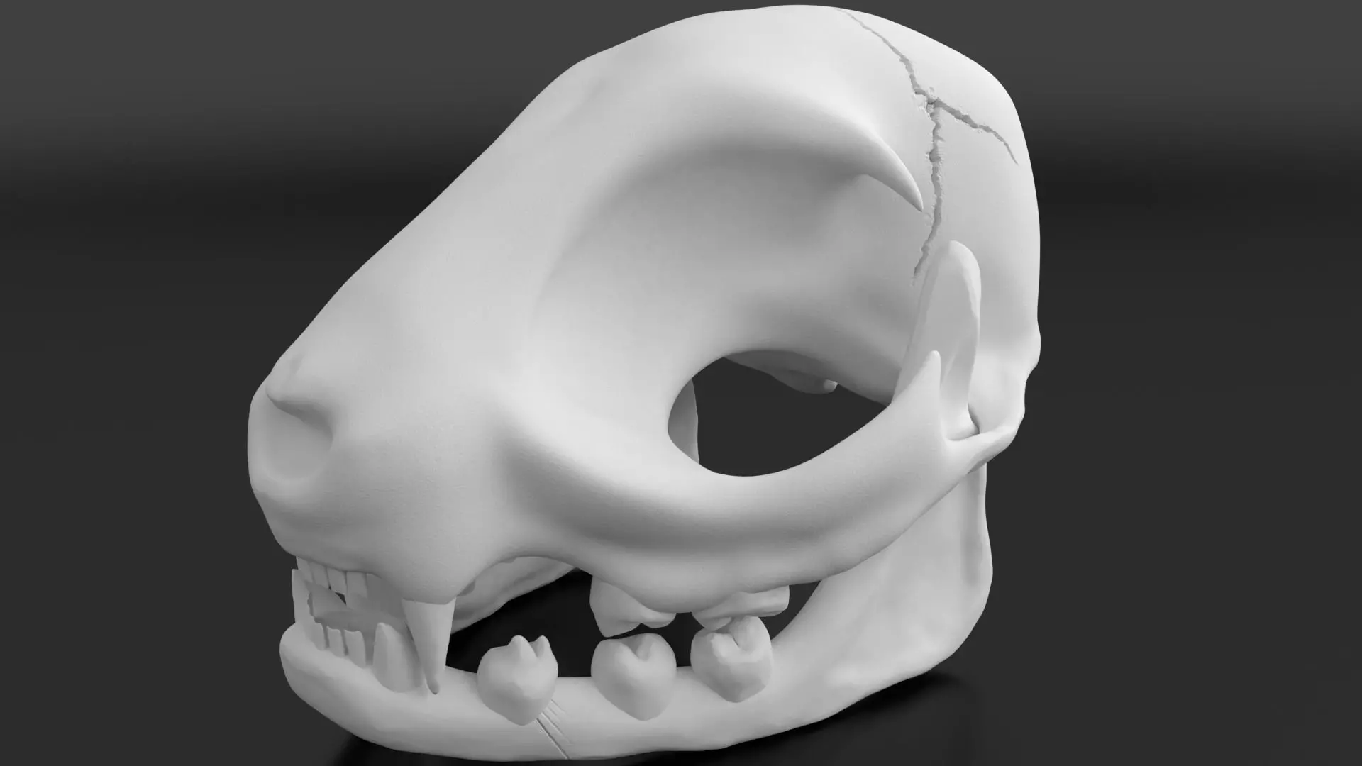 Cat Skull 3D print model