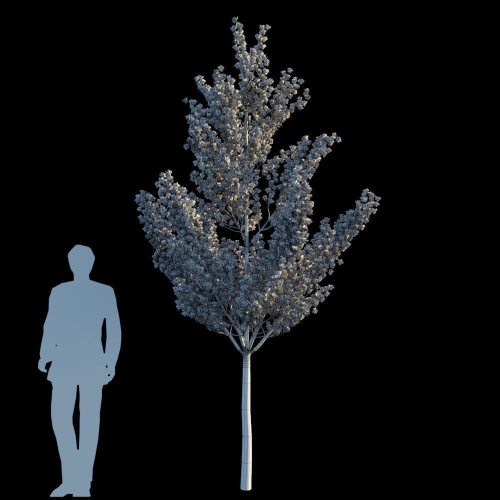 Terminalia Mantaly 3D model_9