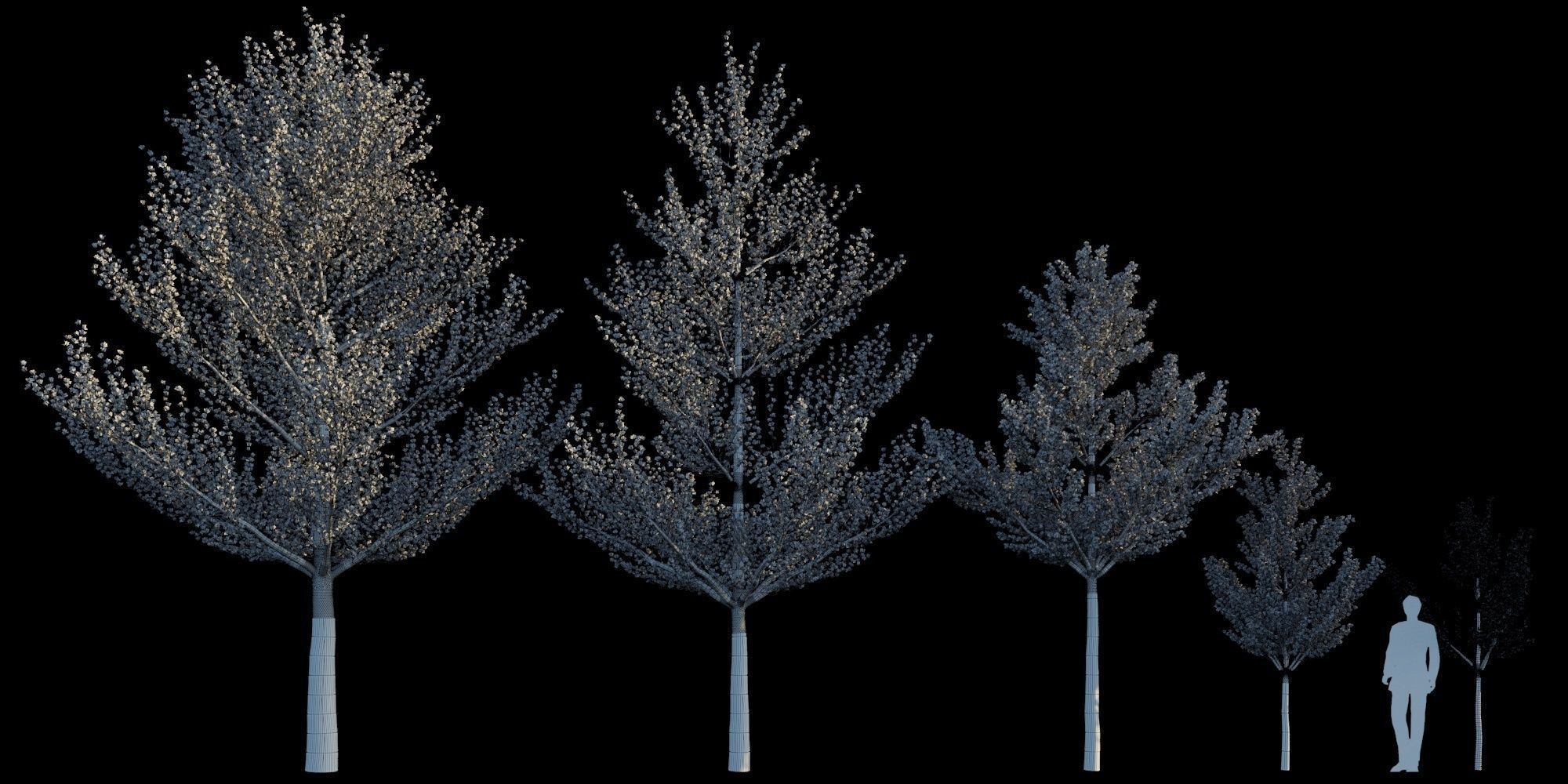 Terminalia Mantaly 3D model_1