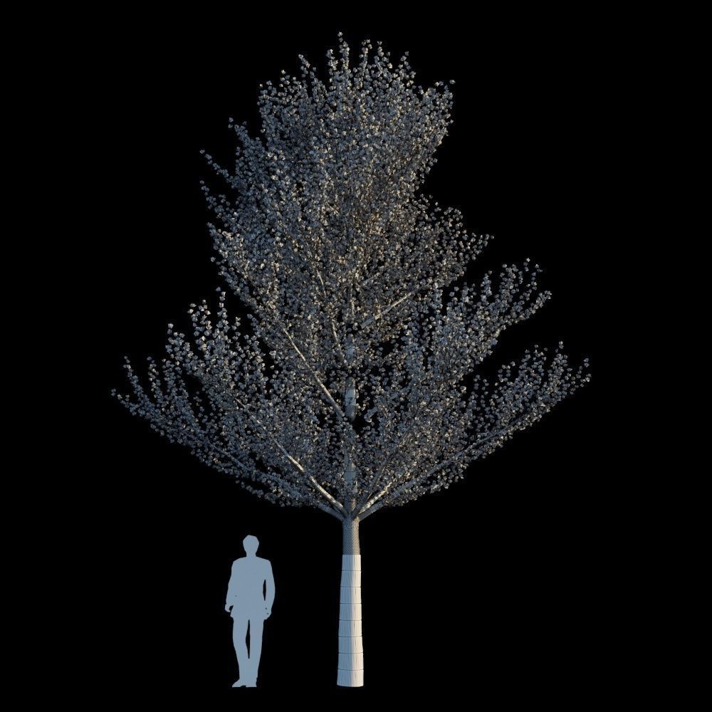 Terminalia Mantaly 3D model_3