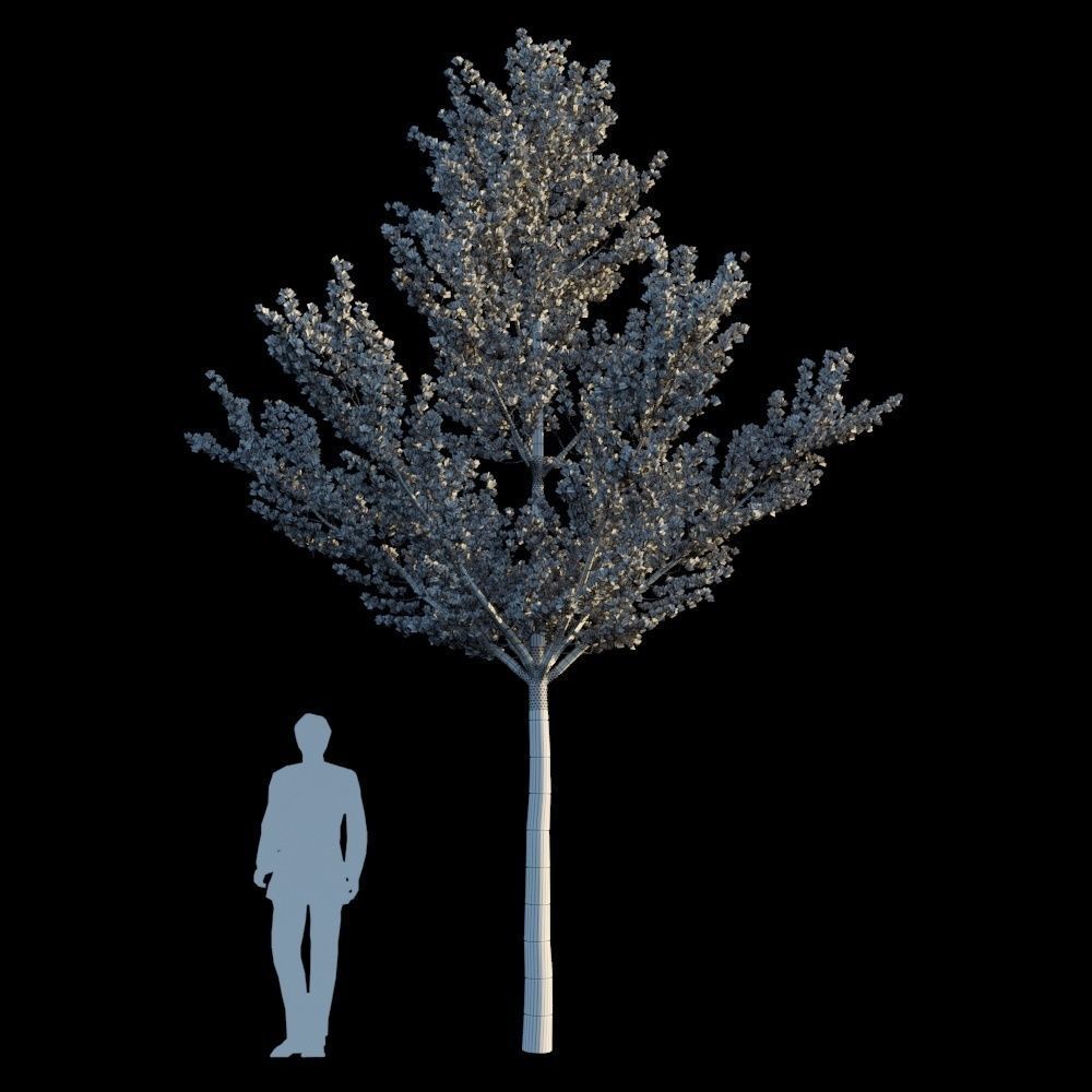 Terminalia Mantaly 3D model_7