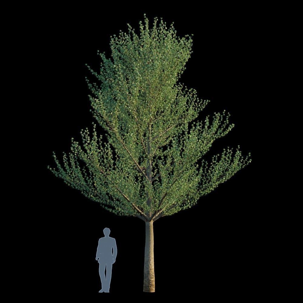 Terminalia Mantaly 3D model_2