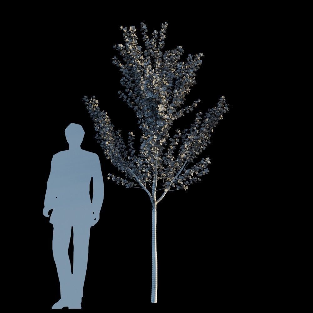 Terminalia Mantaly 3D model_11