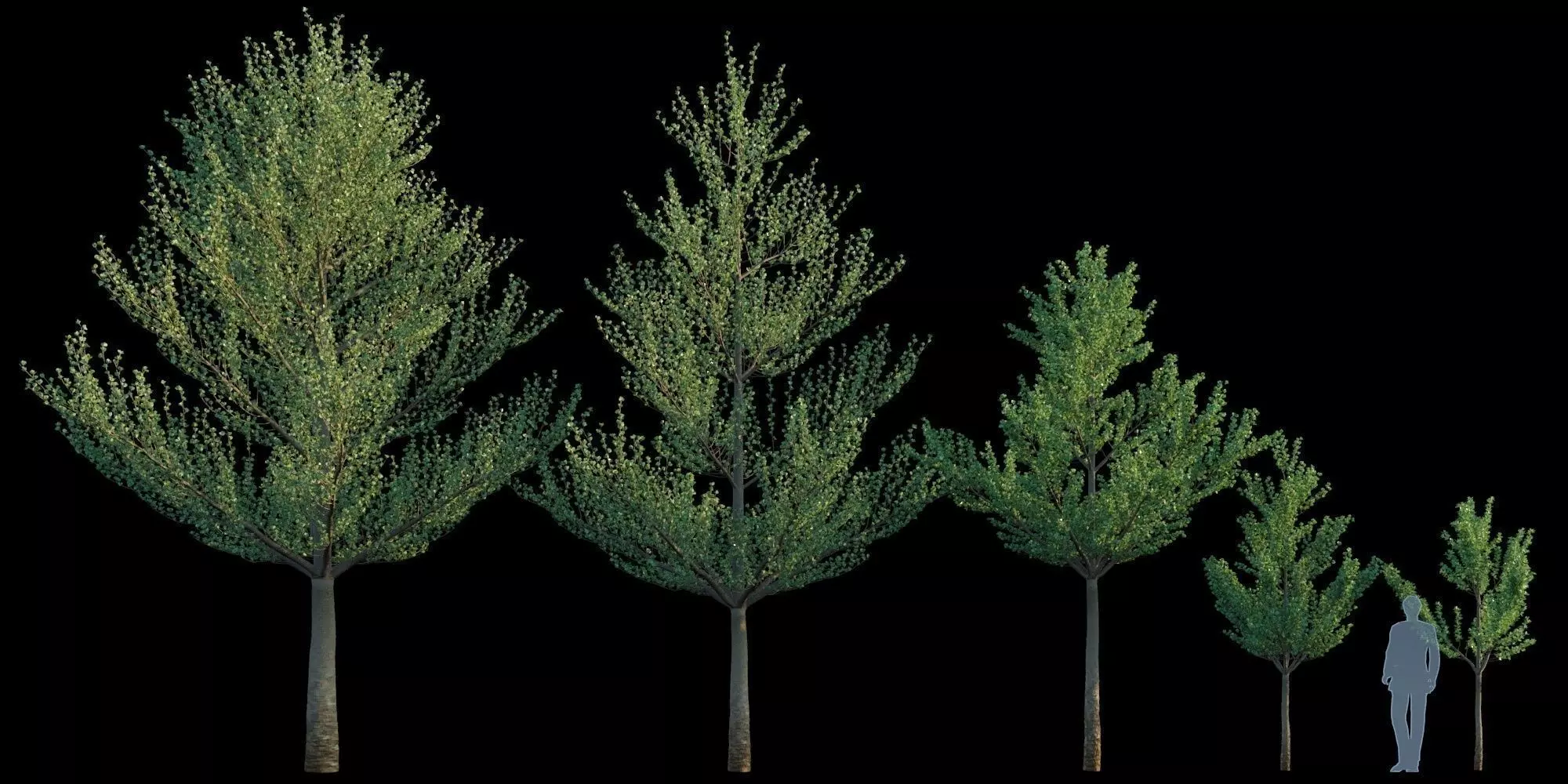 Terminalia Mantaly 3D model_0