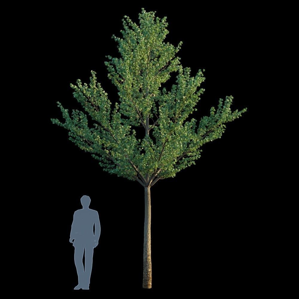 Terminalia Mantaly 3D model_6