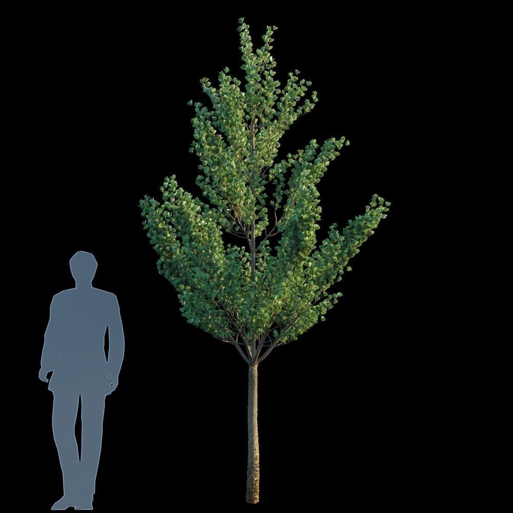 Terminalia Mantaly 3D model_8