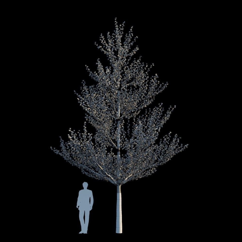 Terminalia Mantaly 3D model_5