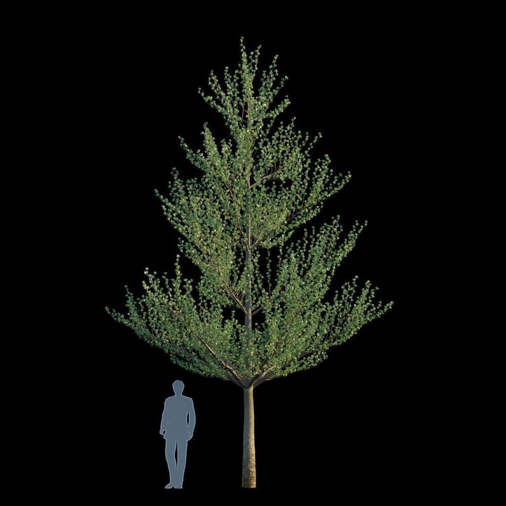 Terminalia Mantaly 3D model_4