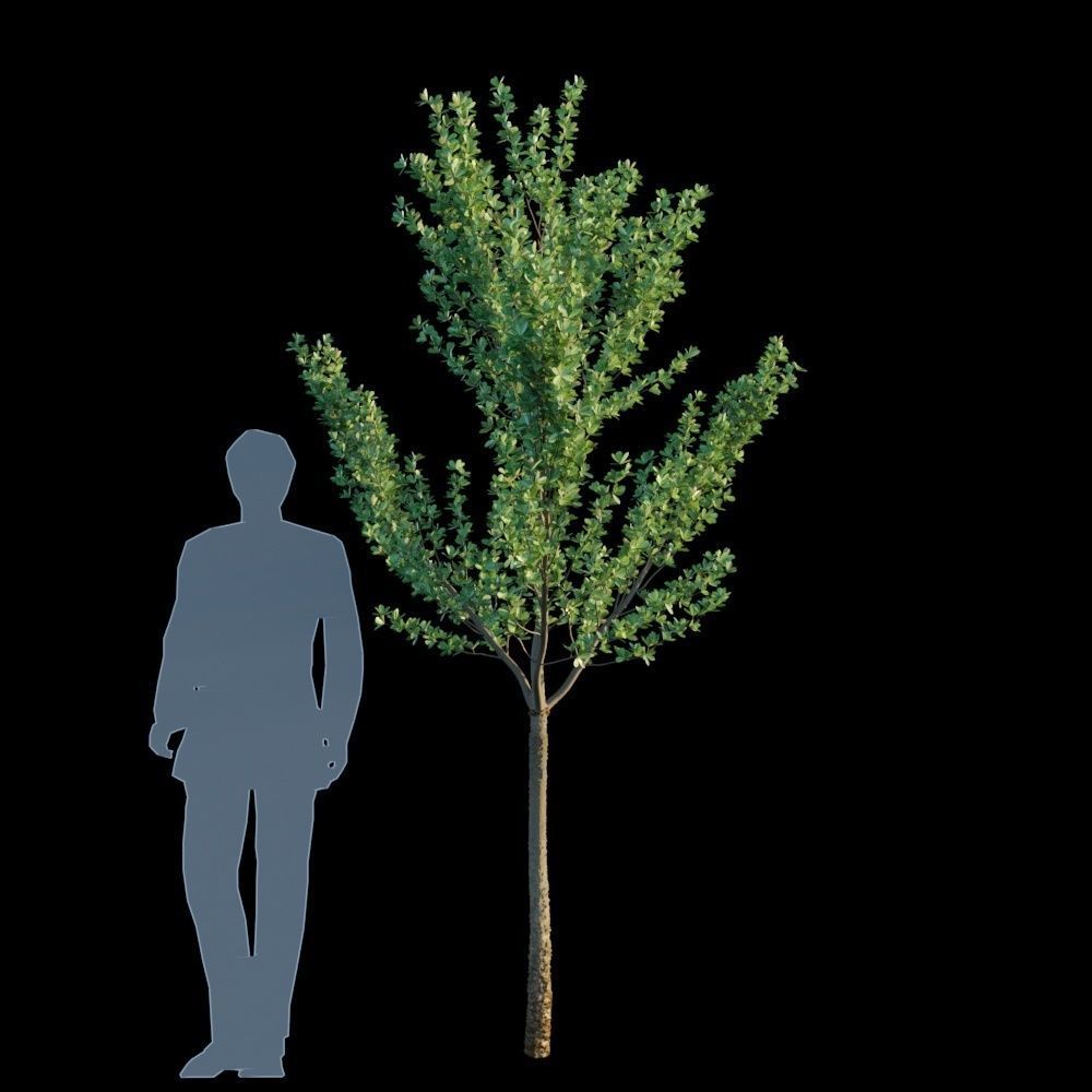 Terminalia Mantaly 3D model_10