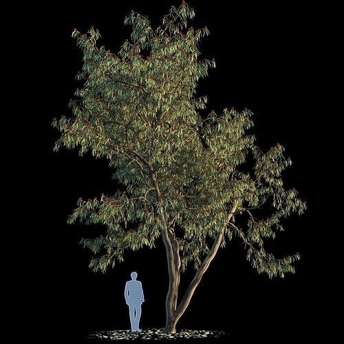 Eucalyptus Leucoxylon 3D model