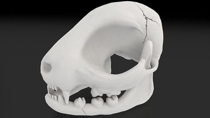 Cat Skull Low-poly 3D model