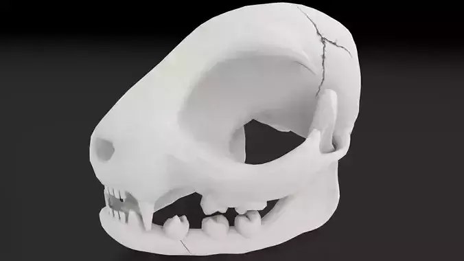 Cat Skull