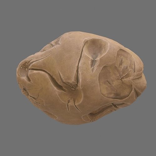 Asteroid skull 3D model