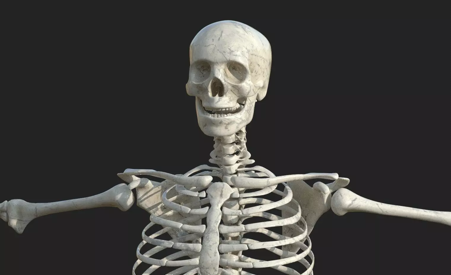 Anatomy Skeleton Skull 3D model