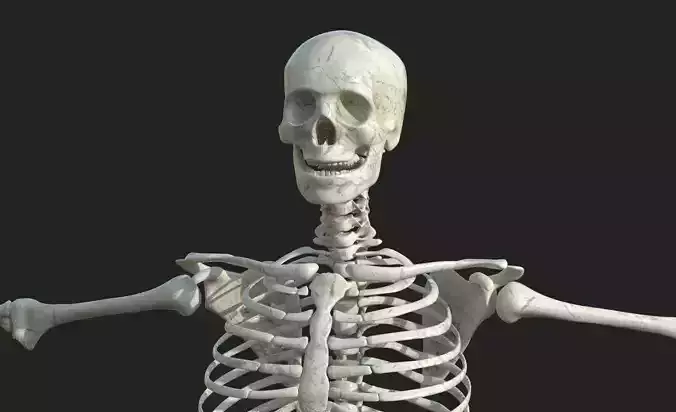 Anatomy Skeleton Skull