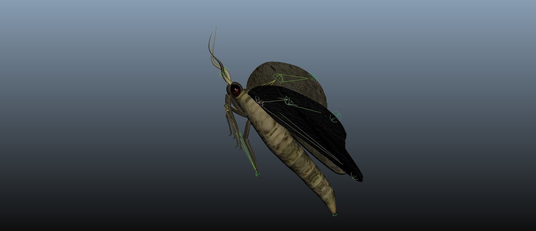 Moth Insect 3D model_21