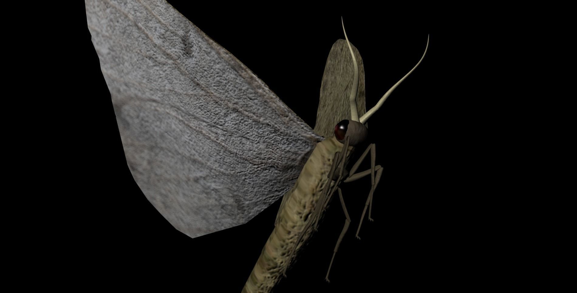 Moth Insect 3D model_2